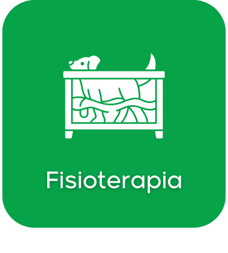 Fisioterapia